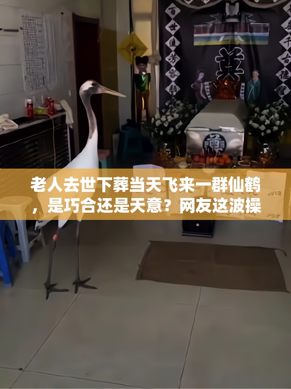 老人去世下葬当天飞来一群仙鹤，是巧合还是天意？网友这波操作太玄了！